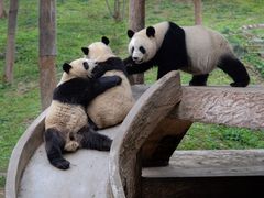 -中国大熊猫保护研究中心雅安碧峰峡基地