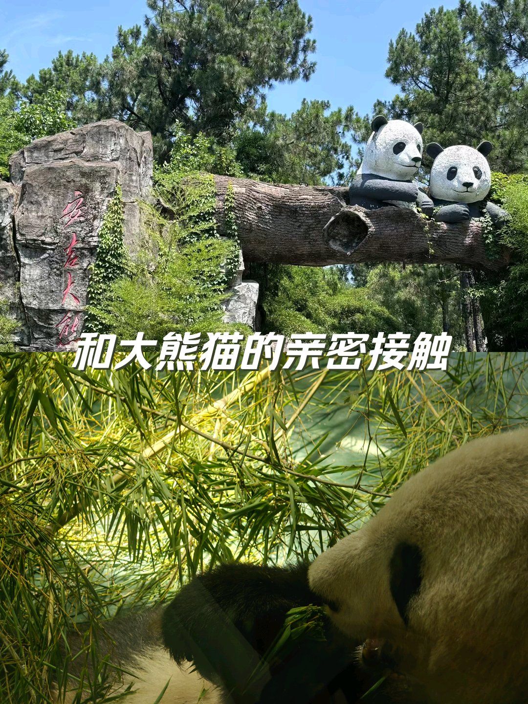 安吉竹博园的可爱大熊猫,太可爱了吧#点评夏日有凉方