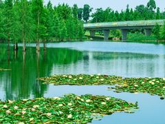 -白鹭湾湿地公园
