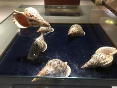 -青岛贝壳博物馆