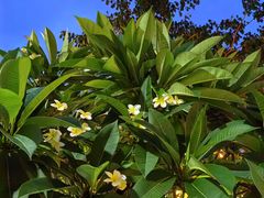 -三亚游船旅游中心(三亚鹿回头游艇游船公共码头店)