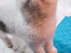 -喵zoo家庭繁育猫舍(尖东智能花园店)