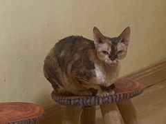 -Meowの猫咖(万家丽店)