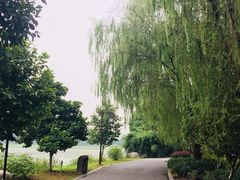 -荷塘月色湿地公园·向阳花洲