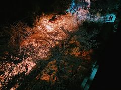 -武汉大学-樱园