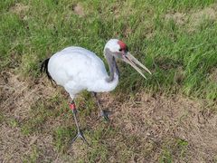 -盐城丹顶鹤湿地生态旅游区