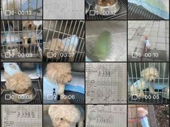 -喜多萌中农锦绣动物医院24H·猫科·牙科MRI·CT