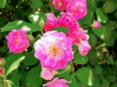 -岳阳道小学(大理道校区)