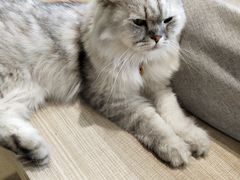 -藏猫猫咖啡主题馆(中央大道店)