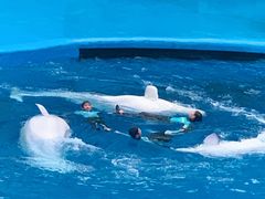 -海合安成都极地海洋公园