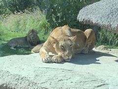 -北京野生动物园