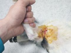 -喜多萌中农锦绣动物医院24H·猫科·牙科MRI·CT