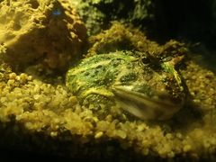 -暹罗海洋世界
