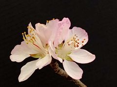 -桃花堤公园