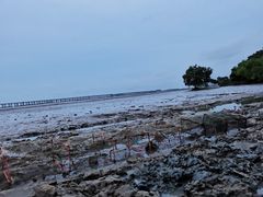 -宝安西湾红树林湿地公园