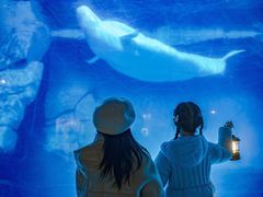 -海合安武汉极地海洋公园