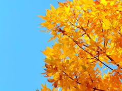 -三里屯东五街银杏大道