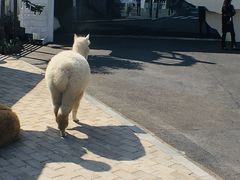 -Blue Concept Cafe&Farm·關於藍