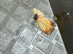 -鹍记特色牛杂面