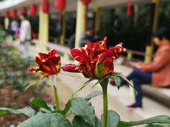 -人民公园(罗湖区)