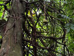 -中国科学院西双版纳热带植物园
