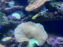-江和美海洋公园