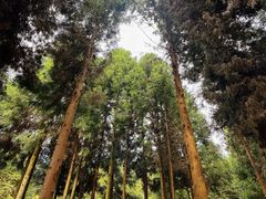 -重庆睡佛山森林公园