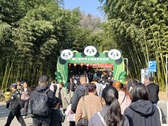 -都江堰中华大熊猫苑