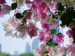 -深圳国际园林花卉博览园