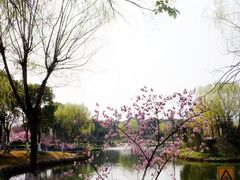 -荷兰花海