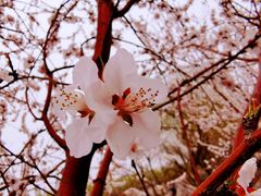 -桃花堤公园
