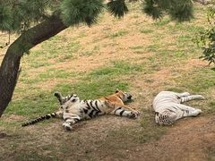 -西霞口神雕山野生动物世界