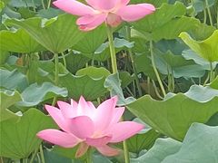 -莲花池公园