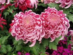 -宜昌富力皇冠假日酒店·咖啡1号西餐厅