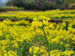-棠樾牌坊群鲍家花园景区