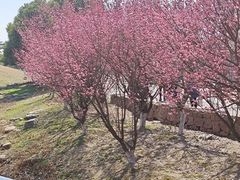 -滆湖低碳生态公园
