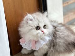 -momokira米努特·德文卷毛猫·棉花面纱犬