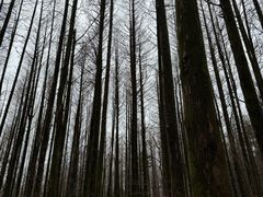 -山王坪喀斯特国家生态公园