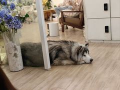 -李小姐の猫咖啡馆(五角场店)