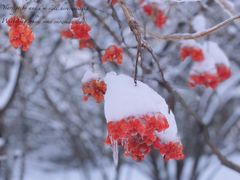 -群力丁香公园