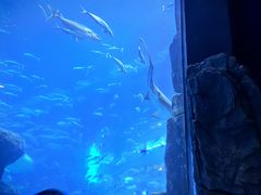 -成都浩海立方海洋公园