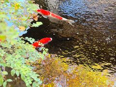 -鲤院·新中式美学·庭院餐厅(夫子庙店)