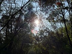 -大屏嶂森林公园