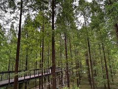 -黄海国家森林公园