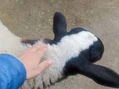 -费瑟代尔野生动物园