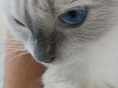 -芭比堂动物医院·24小时·眼科中心(深圳中心)