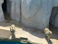 -秦皇岛乐岛海洋王国