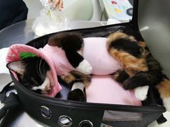 -喜多萌中农锦绣动物医院24H·猫科·牙科MRI·CT