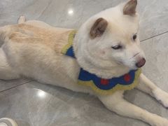 -柴犬小屋·柴餐厅·狗咖食堂(金鼎广场店)