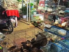 -中环花鸟鱼虫市场